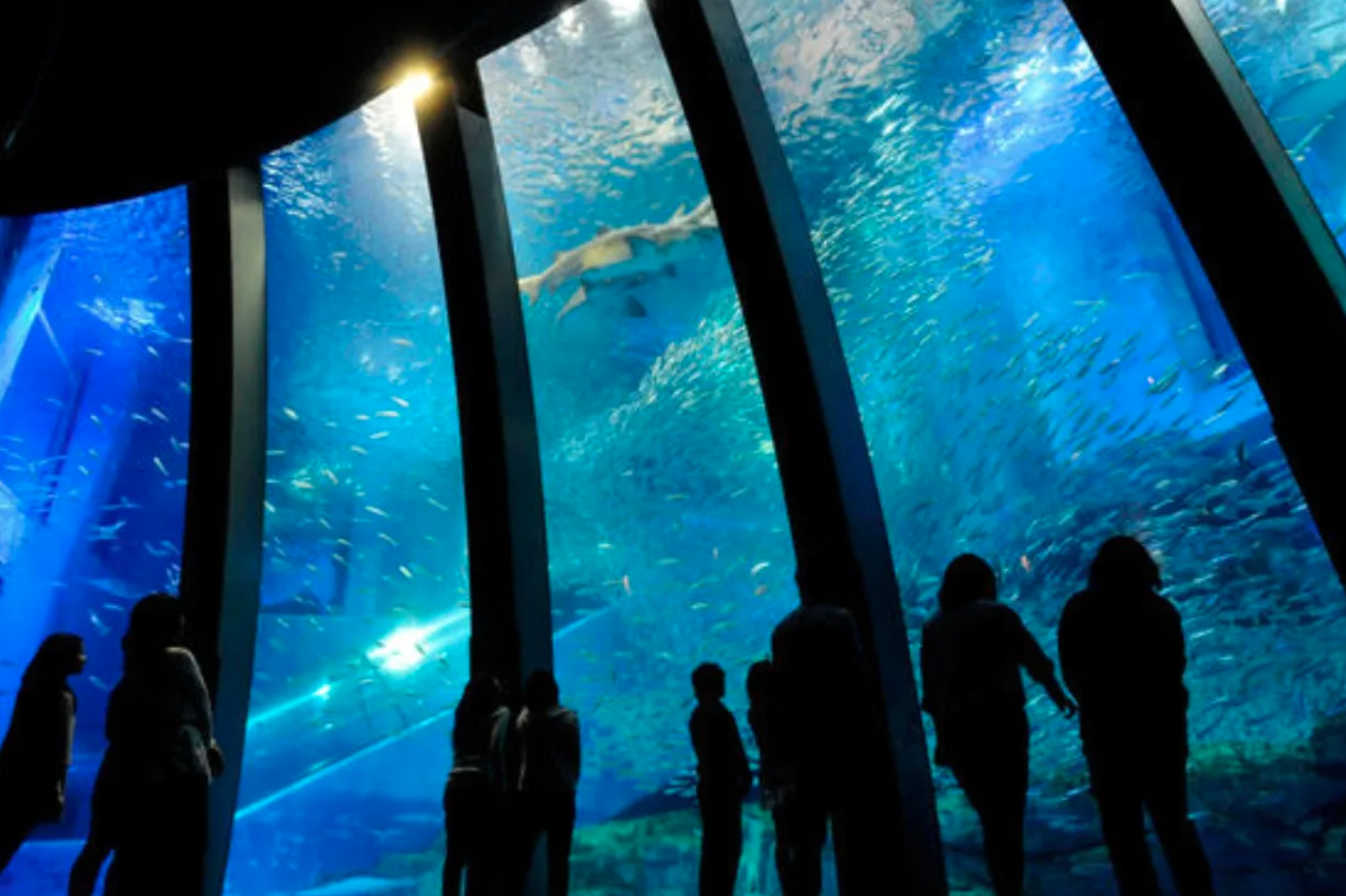 東京水族館デート完全ガイド 〜初デートの会話ネタ＆成功のコツ〜